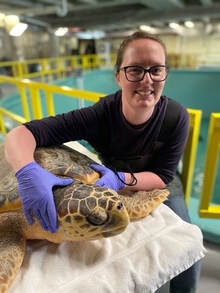 Saving Sea Turtles: Inside the Karen Beasley Sea Turtle Rehabilitation Hospital